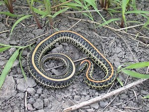 Plains Garter Snake - Alchetron, The Free Social Encyclopedia
