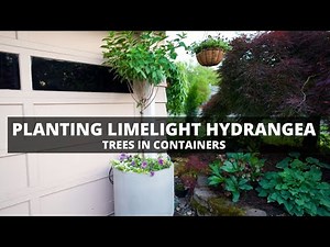 Planting Limelight Hydrangeas In Containers 😍🌿