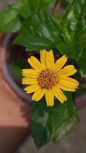 How to Grow Daisy from Cuttings#garden #youtubeshorts #viral #flowers #shorts #ytshorts #plants #fyp