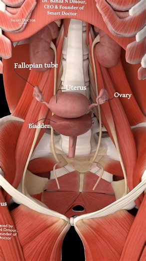 Smart Doctor on Instagram: "Female Pelvis in 3D Uterus, Ovaries & Bladder ♀️ - - One small space, many vital organs. The uterus sits in the pelvis between the bladder in front and the rectum behind, and its exact position matters for both normal function and clinical practice. In this 3D pelvic anatomy tour, you’ll see the uterus centered in the pelvic cavity, the ovaries on both sides, and the fallopian tubes reaching toward them—highlighting how the reproductive organs are arranged in real spa