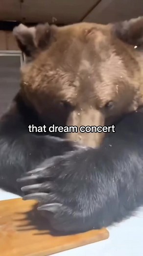 Dream Concert 2023: Memes and Highlights