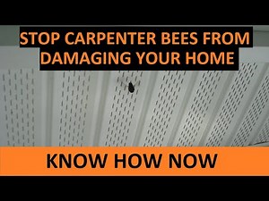 Get Rid of Carpenter Bees Naturally Without Killing Them