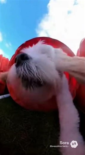 🏆 Puppy Bros Obstacle Challenge! AJ vs Barney – Who Wins? 🐾