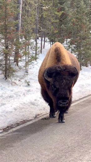 Good Bull Guided Tours on Instagram: "Road giant. #photography #wildlife #nature #reels #foryoupageシ #wildanimals #buffalo #bison"