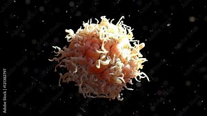 White Blood Cell 001 3D Rendering: Scanning electron microscope image of a white blood cell.