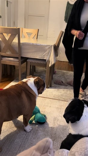 Hilarious Bulldog Moments That Will Make You Laugh