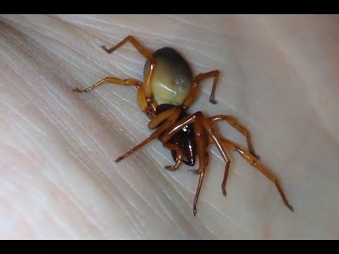 Meet The Woodlouse Spider. (Dysdera Crocata) British Spiders