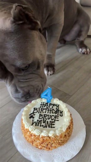 Bruce’s 4th Birthday 🥳🎈there’s a long version in our video section 😊🎂