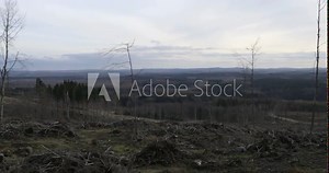 Schierke, Germany - 12/30/2022: Landscape with dead spruces and trees due to bark beetle infestation in the forest on the Brocken in the Harz Mountains