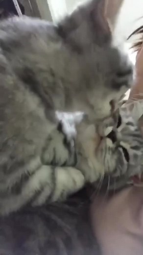 Daily Cat Videos You Can't Miss!