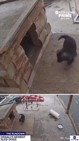 Denali National Park introduces newest sled dog pups