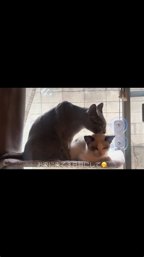 リアがお家に来て３日目‼️ 仲良くなれるのか不安だったけど… 早くもお兄ちゃん達が面倒見てくれていて感動😭😭😭 #猫のいる暮らし #猫のいる生活 #猫好きさんと繋がりたい #猫可愛い #猫動画 #cat #고양이영상 #うちの子が可愛すぎる #子猫の成長日記 #野良猫 #先住猫と新入り猫 #ロシアンブルー #ミヌエット