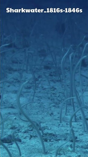 Everything You Know About Sharks Is Probably Wrong #SharkTruth #Wildlife