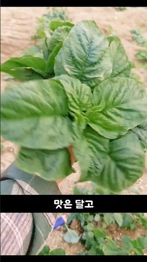 개비름이냐 참비름이냐｜이 풀 하나로 토론 벌어집니다