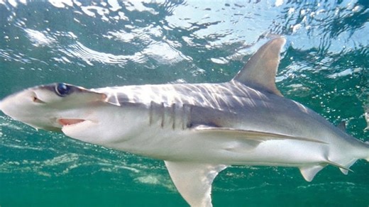 If sharks use Earth’s magnetic field, what happens when we change it