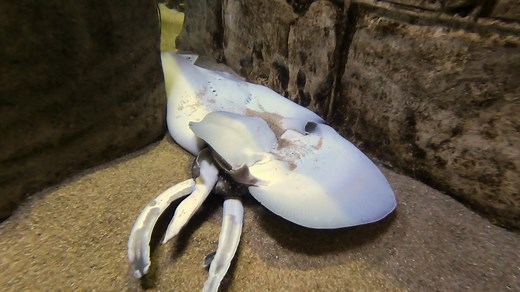 1.3K views · 26 reactions | Undulate Rays mating at the Aquarium! FACT : Raja Undulata, commonly known as Undulate Skates, are oviparous, meaning they lay eggs with very little development inside the mother. | Malta National Aquarium | Facebook