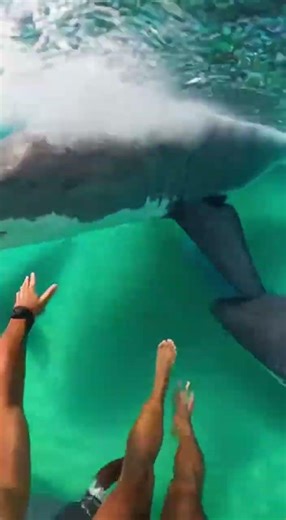 Waterslide into pool full of giant fish #funny #memes