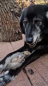 UNCENSORED RAW FEED: Lobo & Kurgan Tackle Whole RAW Rabbits 🐇🐺