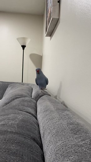 Talking Indian Ringneck Parrot | Hi Babe Videos | Bird TikTok