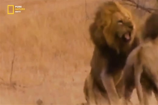 Lion - Hindi Documentary Part 8 #jungle #wildanimals #documentary #discovery #purenaturehdtv | Pure Nature HDTv