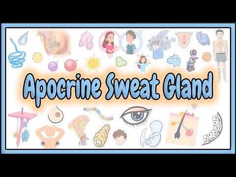 48. Apocrine Sweat Gland || Skin Appendages