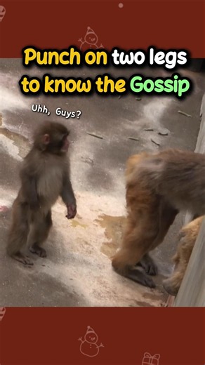 Baby Monkey stood up to check 🐒♥️ #punchthemonkey #japan #animals #funny #punch