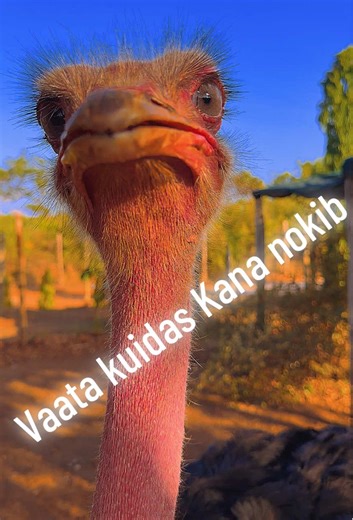 Explore the Unique Culture of Estonia