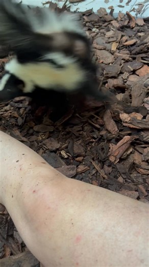 4.4K views · 265 reactions | Today’s Floof adjacent chaos gremlins update was made possible by Melissa and Shane who helped me get their new outdoor enclosure up and running. THANK YOU BOTH! | Secret Squirrel Wildlife Rehabilitation | Facebook