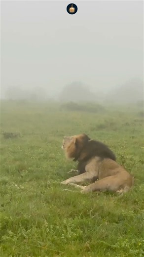 The Power of a Lion's ROAR!