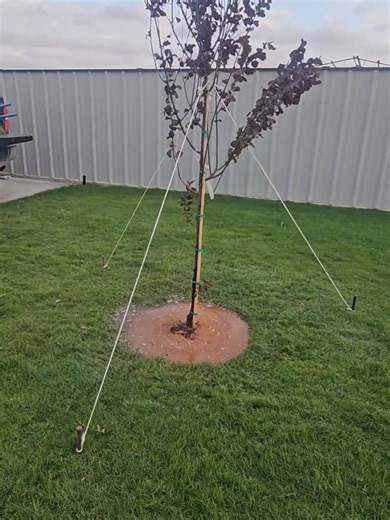 Plantar un árbol en el jardín: guía práctica paso a paso