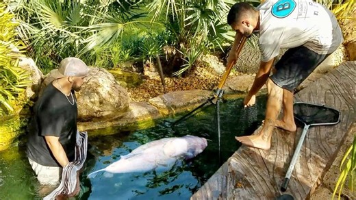 Rescuing albino pond monster in mansion backyard