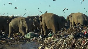 Video. Sri Lanka: elephants feeding in garbage dumps