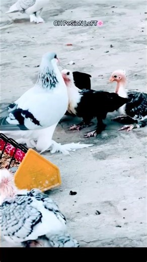 pigeons shorts video kabuter video #pigeon #kabutar #minivlog #birds