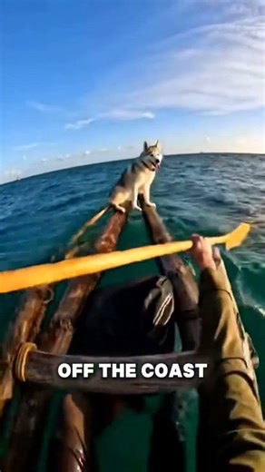 A dog falls off a cliff! Watch the heroic rescue 🐶❤️ #animalrescue #dogsrescue #dogs #shorts