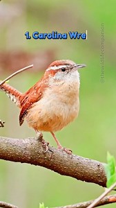 Spring-2!! Capturing the sound of these birds can be challenging due to their distance. I appreciate your understanding if some recordings are not as clear as desired. #warblers #warblersofig #springmigration #birding #birdwatching #BirdSpa #birdsofig #birds #songbirds #naturelovers #birdsoffb #wildlifevideos #naturevideos #wildlifephotography #nikon | thewildlifecompanion