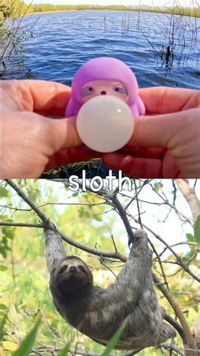 Learn at the Lake | Animal Names for Kids: Sloth Red Panda Snake Cow Cat