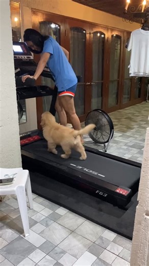 Master Maoy on Instagram: "September 29 2025 As early as 72 days old with a weight of 8.7kilos, i gave joan the go signal to start treadmill training for glorfindel 🤙🏾🤙🏾 #mastermaoy #glorfindel #riobrandybachusgalahad"