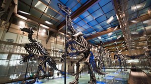 A la découverte des expositions virtuelles du Musée des Sciences naturelles de Bruxelles - RTBF Actus