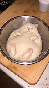 Bread dough cat 🐾🍞 #cat #kitten #bread | Best Blogs