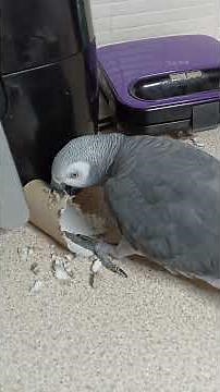 My parrot is a Destroyer 😅 | Crazy Ricco