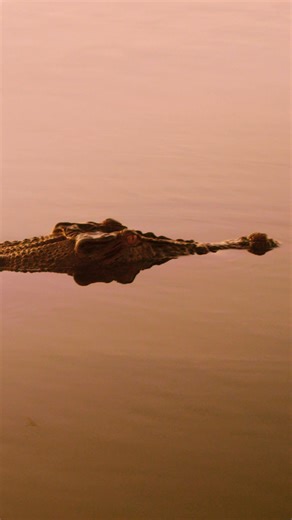 Save with a joint ticket to IMAX Melbourne and Melbourne Museum these school holidays 🦘 | IMAX Melbourne