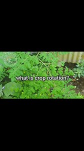 Ano ang crop rotation? #agrinihan | Agrinihan