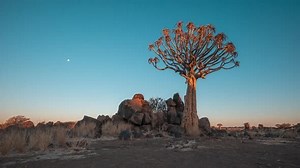 Quiver Tree At Dusk In Southern Africa. Sunset To Night. hyperlapse, zoom-in shot