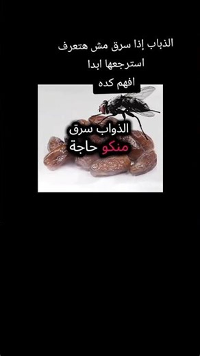 د.مصطفي محمود كلمه جميله جدا في القران عن الذباب افهم المعني المقصود #اكسبلور