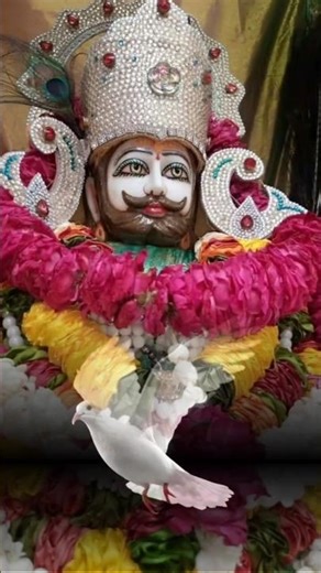 चाहे गिरा दे चाहे उठा ले #जय श्री श्याम #jai shree shyam #khatushyam