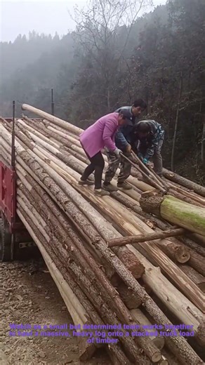 Teamwork: Moving a Giant Log onto a Truck