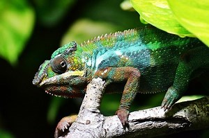 Can Chameleons Eat Wax Worms? Do’s and Don’ts of Feeding your Chameleon – Reptiles & Amphibians