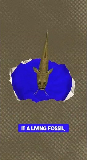 The Australian Lungfish – The Fish That Walks