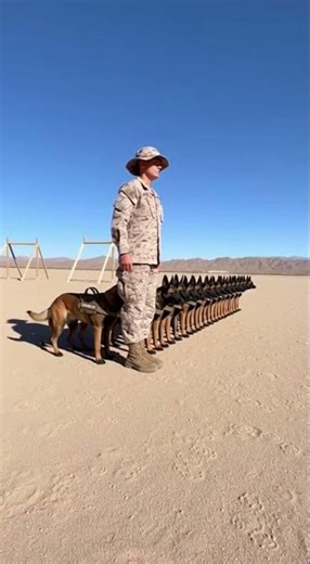 K9 Unit's Incredible Synchronized Surprise! 😮🐾