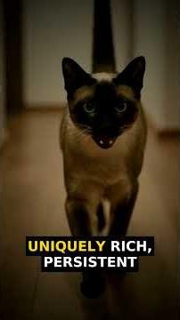 Burmese Cats: The Science Behind Their Constant Talking